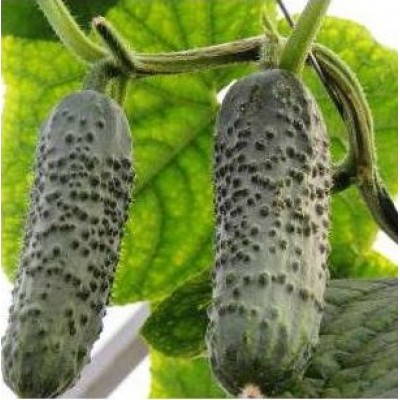 Семена огурца Коломбо F1 (100 семян), Libra Seeds (Erste Zaden), партенокарпический